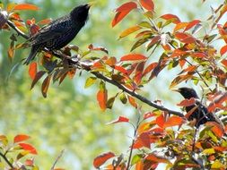 two black birds on a tree