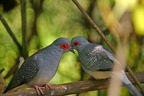 gray birds with red eyes kiss on a branch