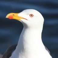 black backed gull on the sea