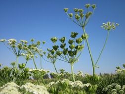 heracleum sphondylium on a sunny day close up