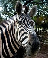 portrait of the zebra in the wildlife