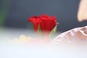 Photo of the red rose