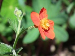 orange decorative flower on a sunny day