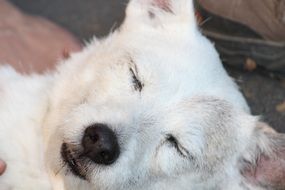 sleeping white dog