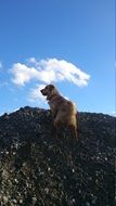 golden retriever on rock