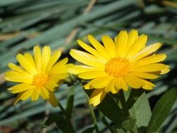 Yellow calendula flowers