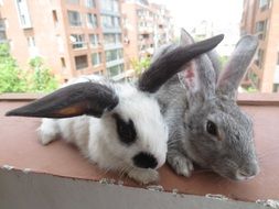 Domestic bunnies