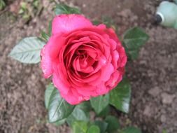 macro shot of pink rose