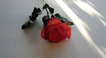 a beautiful red rose on the table