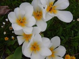 pretty white beautiful plant