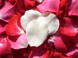 red and white rose petals as background