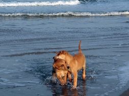 puppies play in the water near the beach