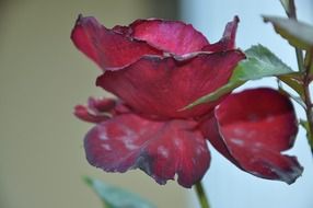 dried scarlet rose