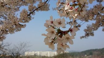view through the cherry blossom at the city