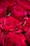 red roses close up