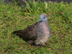 living dove bird in nature