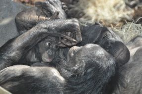 cute monkeys at the zoo