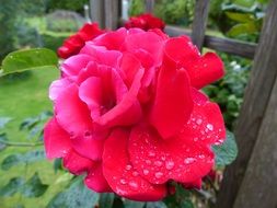 large rose bud in the rain