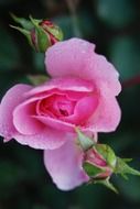 pink roses with buds in water drops close up