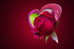 red love flower