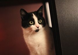 Beautiful black and white cat