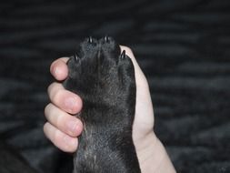 friendship of a dog and a human hand to the paw
