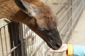 child feeding lama