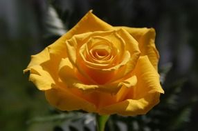 bright yellow rose in the garden on blurred background