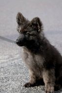 german shepherd small dog