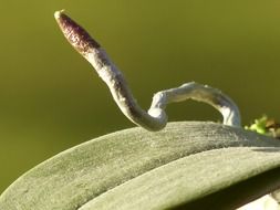Orchid root