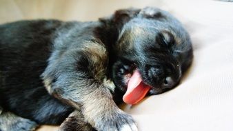 sleeping cute puppy