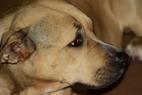 dog pitbull profile