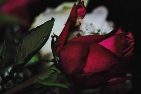 burgundy rose
