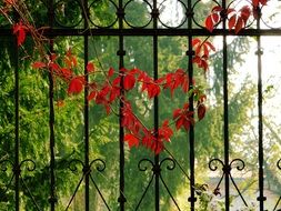 Growing red leaves in a shape of heart
