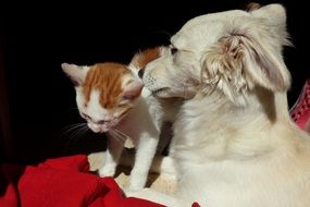 togetherness of cat and dog