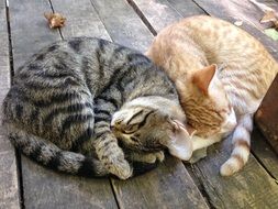 cat together sleep