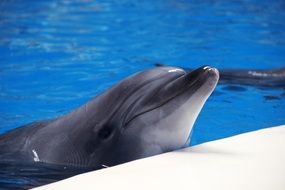 happy dolphin in seaquarium