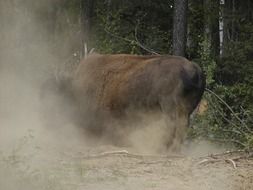 bison bull stands in cloud of dust, canada, yukon