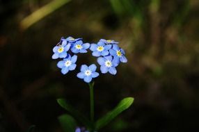 Photo of forget me not flowers in a shape of heart