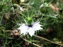 nigella, white flower with spines