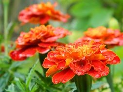 Garden orange flowers close-up