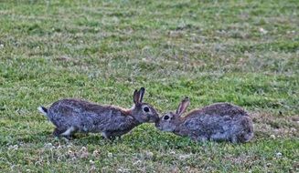 two wild rabbits