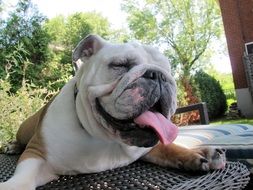 bulldog with long pink tongue close up