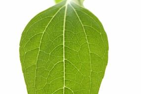streaks of a green leaf