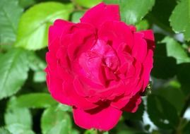red rose on a bush in the sun