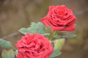 pair of fresh crimson roses