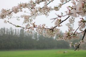 White cherry flowers blossom in spring