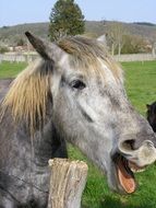 portrait of a laughing gray horse on a farm