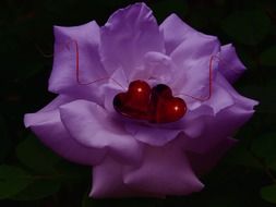 on purple flower two red hearts