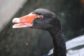 black swan head with open beak close up